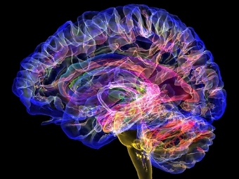 肏肥骚屄网大脑植入物有助于严重头部损伤恢复